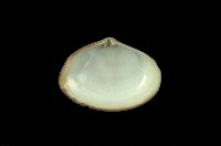 藏品(中華尖峰蛤 )的圖片